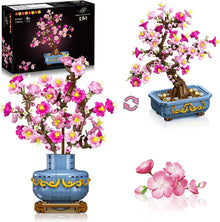 Kirschblüten Bonsai-2 in 1